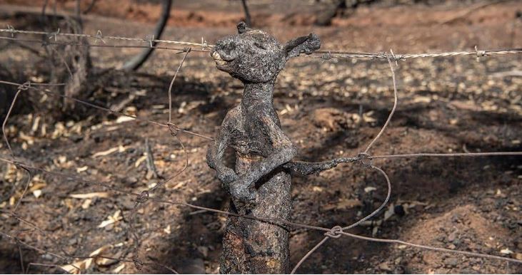 Imagen de bebé canguro calcinado describe el caos en Australia