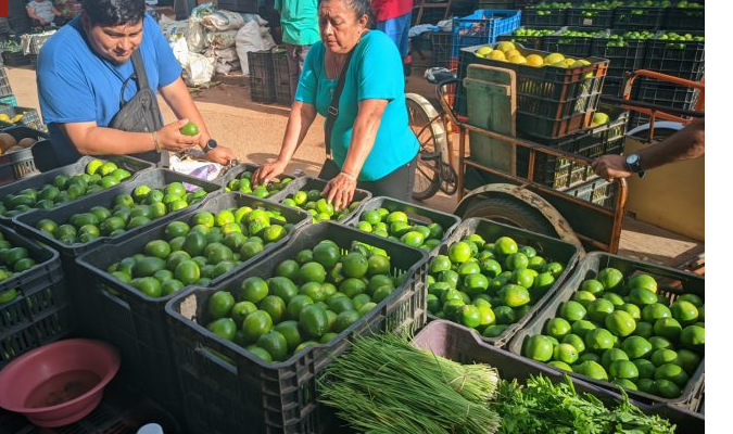 Yucatán: Continúa  bajando el precio de venta del limón