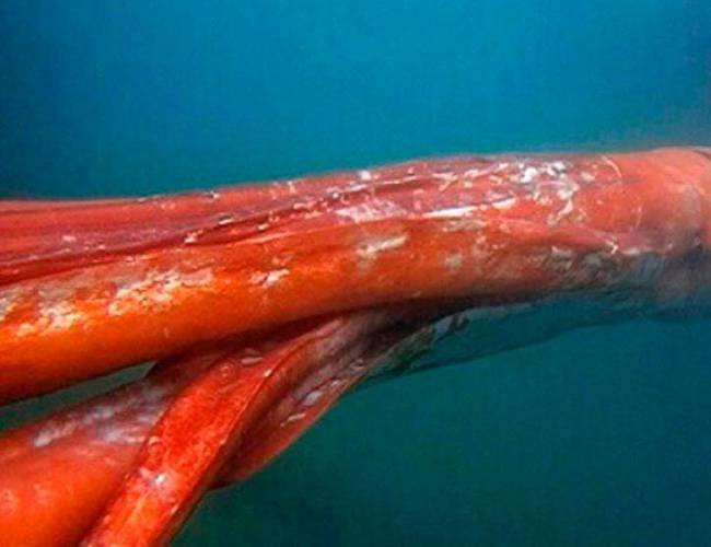 Captan enorme calamar en aguas del Golfo de México