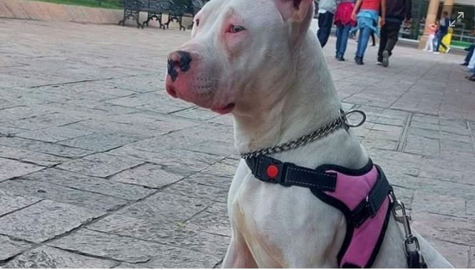 Albergue invita a "adoptón" de perros en el Estadio de León