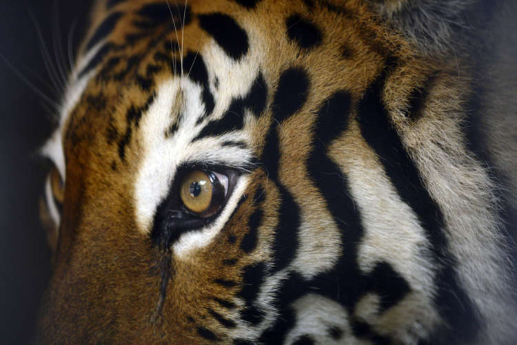 Japón: Tigre arranca la mano a cuidadora en el Parque Safari de Nasu