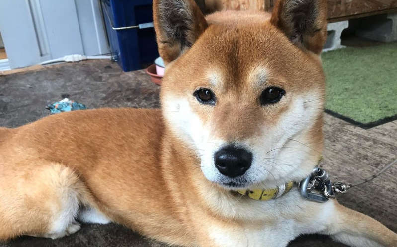 Murió Ken, el perrito que vendía camotes en Japón y que era sensación en redes