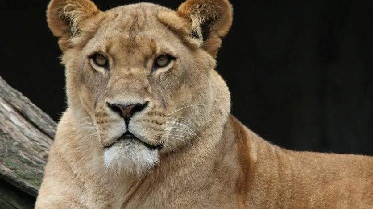 CDMX: Muerte de leona en Zoológico de Aragón no fue por coronavirus
