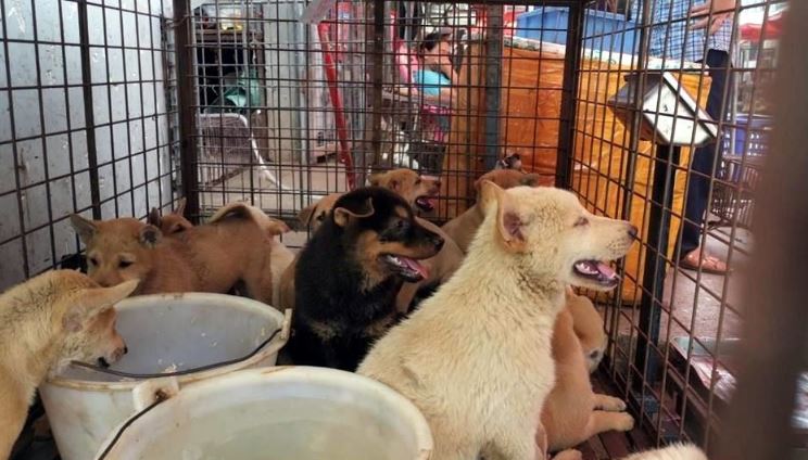 En China, arranca festival de carne de perro