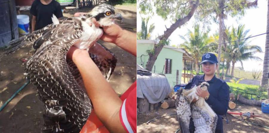 Sinaloa: Rescatan a Águila que quedó atrapada en una cuerda