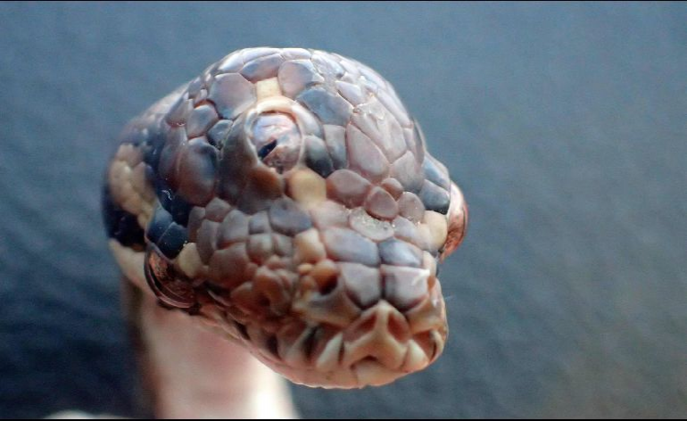 ¡Diabólico! Descubren una serpiente con tres ojos en Australia