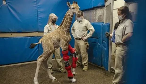 Ponen a jirafa aparatos ortopédicos para que pueda caminar