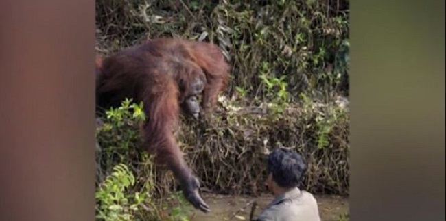 Orangután vio a un hombre en agua llena de serpientes y decidió ayudarlo