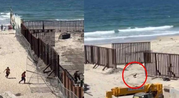 "Deportan" a perrito que cruzó la frontera; lo regresan a Tijuana
