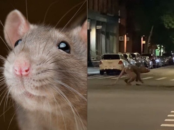 VIDEO: Captan a un hombre vestido de rata caminando en cuatro ‘patas’