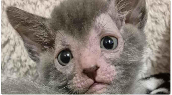 Gato lykoi: fotos y características del misterioso gato lobo