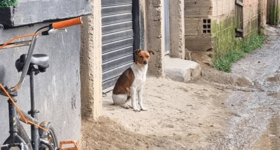 Recolectón en Colombia para mejorar la vida de animales callejeros