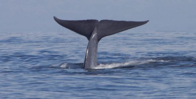 Australia: Pescador resulta lesionado por ballena en raro incidente