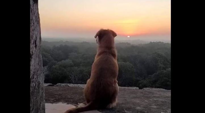 “Osita”, perrita de Chichén Itzá se hace famosa con esta imagen