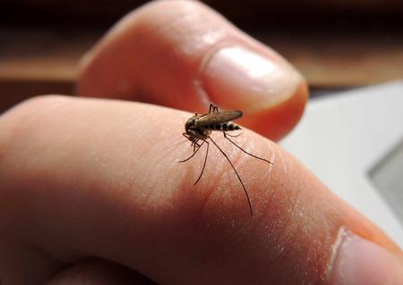El virus mayaro, que transmite el mosco Aedes aegypti, llegará a Yucatán