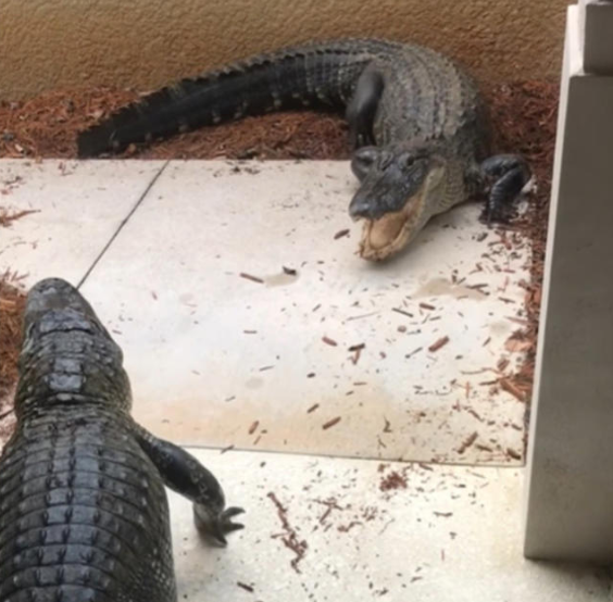 Pareja se encuentra con dos cocodrilos peleando en la puerta de su casa