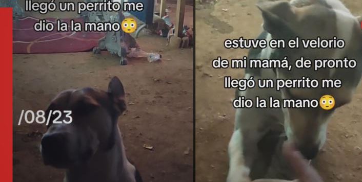 (VÍDEO) Perrito consuela a hombre en funeral de su mamá