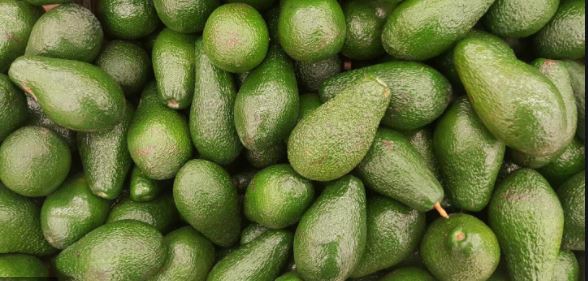 Qué hacer para que tus aguacates maduren más rápido