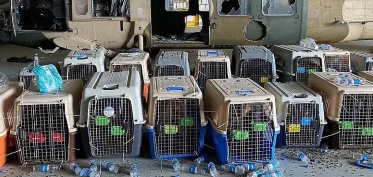 (VÍDEO) EE.UU. abandona a decenas de perros de trabajo en Afganistán