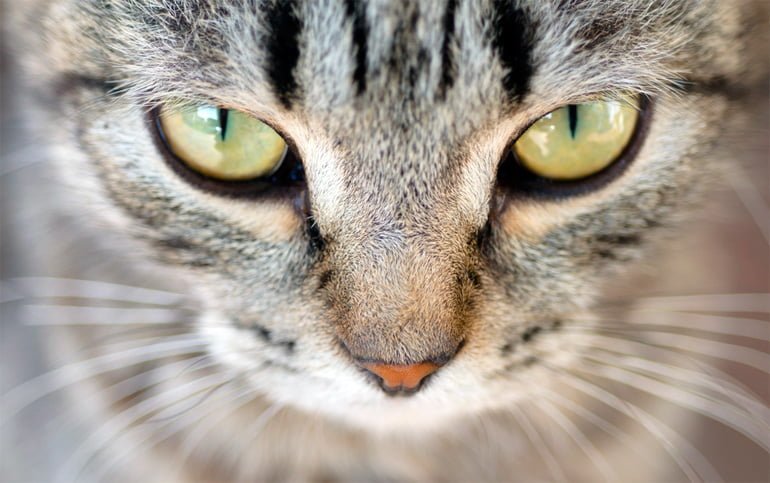 ¿Qué es Lyssavirus, enfermedad que se transmite de gatos a humanos?