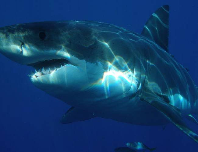 Tiburón arranca pierna a una joven en Carolina del Norte