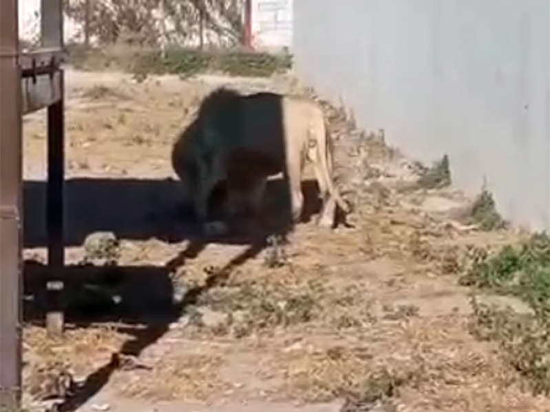 Hidalgo: León devora a cachorro frente a visitantes de un zoológico