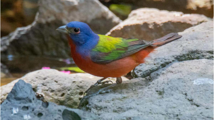 Aparece en barranca de Ecatepec “Colorín Sietecolores”, ave en riesgo de extinción