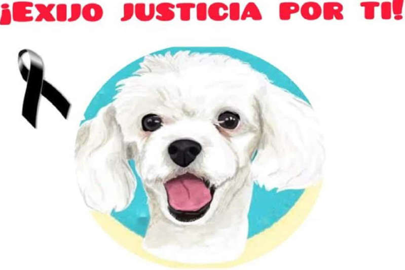 Fallece Aurora, la perrita rescatada que sufrió abuso en Michoacán