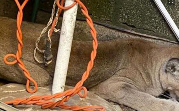 Oyen ruidos en restaurante de Hidalgo, se asoman y se topan con un puma