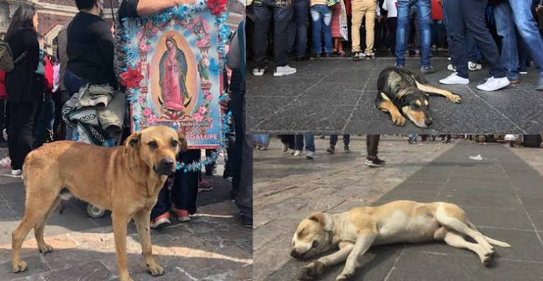 Peregrinos abandonaron a 29 perros en la Basílica de Guadalupe
