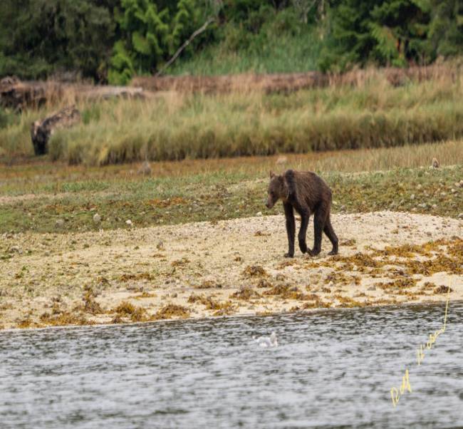 Desgarradoras imágenes de osos flacos por escasez de salmón