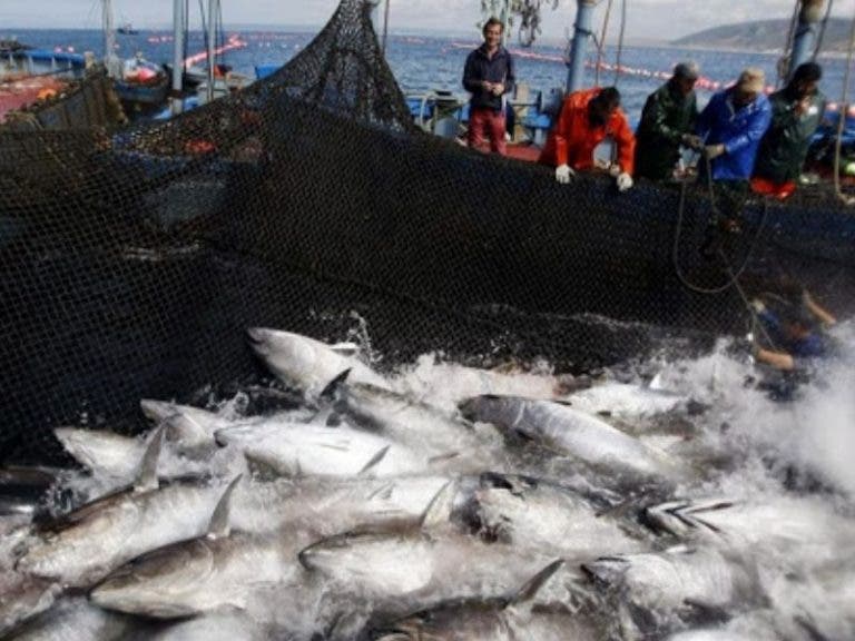 Chinos intentan traficar millones de dólares guardados en buches de peces