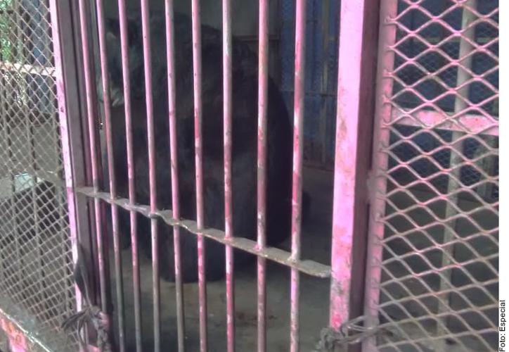 Veracruz: Rescata la Profepa a ocho animales que estaban en dos circos