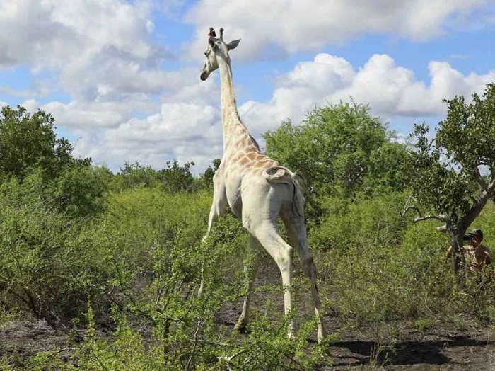 Ponen rastreador GPS a última jirafa blanca del mundo