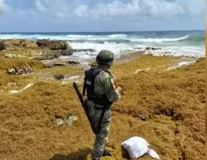 (VÍDEO) En Q. Roo, Ejército encuentra 65 kilos de cocaína entre el sargazo