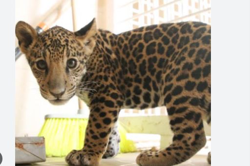 Cachorra de jaguar muere en zoológico de Morelia por agua contaminada