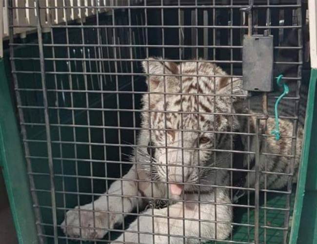 Rescatan de un domicilio a un tigre blanco durante cateo