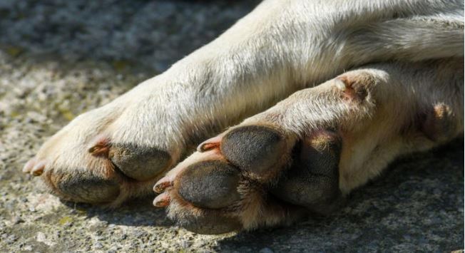 Puebla: Sujeto caminaba con un perrito desollado y lo ¡ofrecía para tacos!