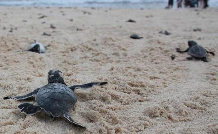 Siguen anidando tortugas en Yucatán