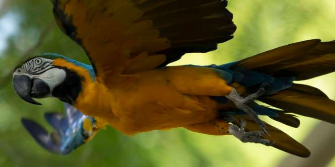 La última guacamaya salvaje de Río está a la espera de su pareja