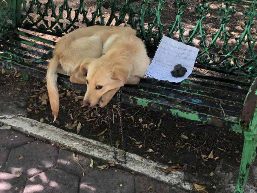 CDMX: Abandonan a perrito con una nota: "Por favor, adóptalo"