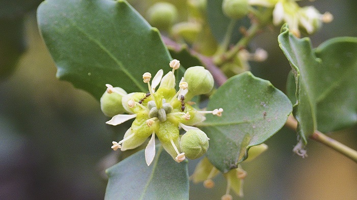 Covid-19: Árbol con un ingrediente “clave” contra el coronavirus