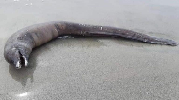 Extraña criatura aparece en playas del Océano Pacífico