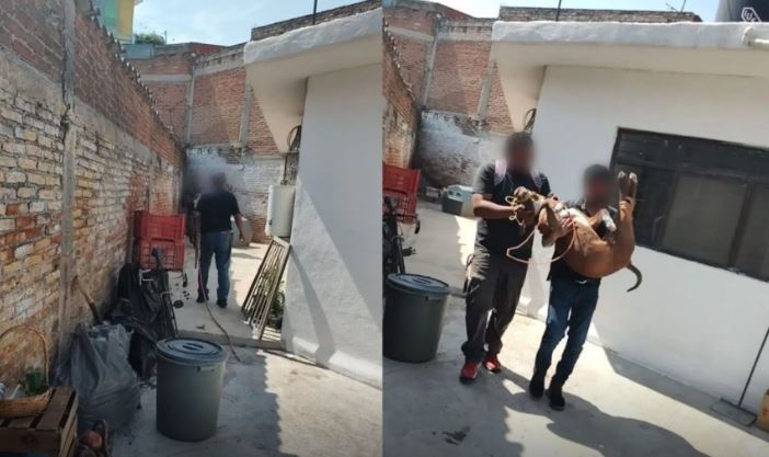 Morelos: Catean casa en Jiutepec y se llevan a perro que atacó a niño