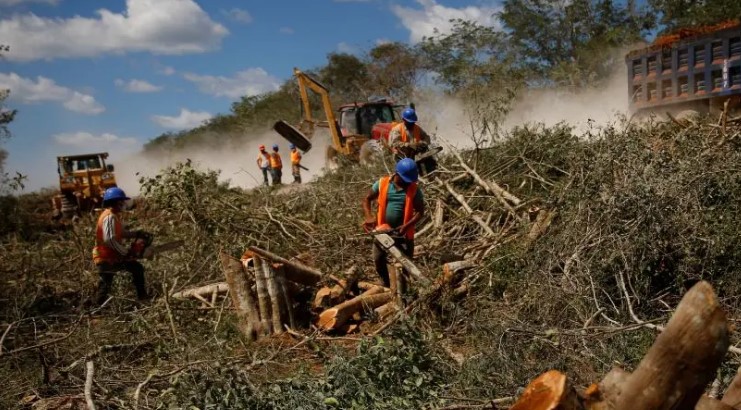 Científicos encienden alarmas por devastación que causa el Tren Maya