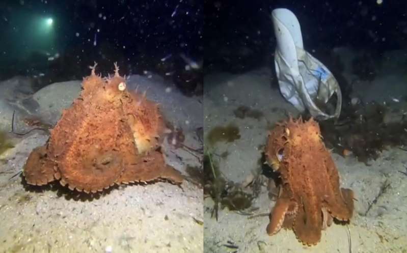 Pulpo encuentra una gorra al fondo del mar y se la 'prueba'; curioso video