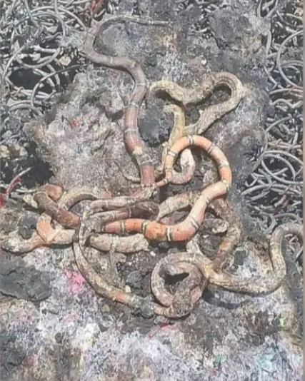 Familia de Comalcalco, Tabasco, descubre nido de coralillos en su colchón