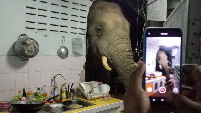 Familia tailandesa recibe peculiares visitas de un elefante ¡Hasta en la cocina!