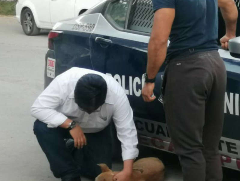 Detienen a sujeto que atacó con pirotecnia a perrito en Ecatepec