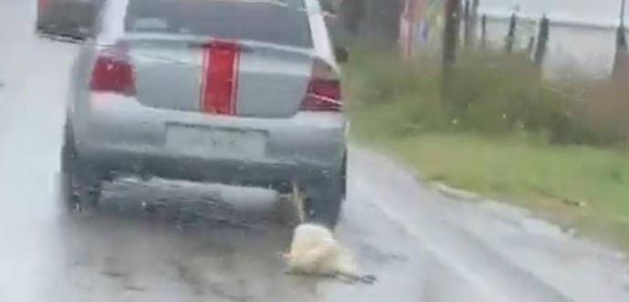 Perrito muere tras ser arrastrado por un auto bajo la lluvia en Tabasco